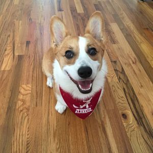 Meet your Posher, Robin